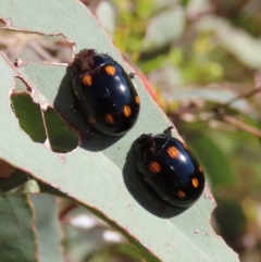 Paropsisterna octosignata (Eucalyptus leaf beetle) at Theodore, ACT - 31 Dec 2021 by owenh