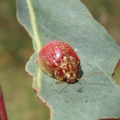 Paropsisterna decolorata (A Eucalyptus leaf beetle) at Theodore, ACT - 4 Jan 2022 by owenh