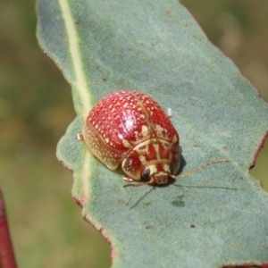 Paropsisterna decolorata at Theodore, ACT - 4 Jan 2022 12:37 PM