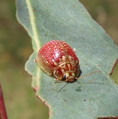 Paropsisterna decolorata (A Eucalyptus leaf beetle) at Theodore, ACT - 4 Jan 2022 by owenh