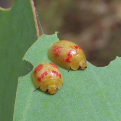 Paropsisterna fastidiosa (Eucalyptus leaf beetle) at Theodore, ACT - 21 Jan 2022 by owenh