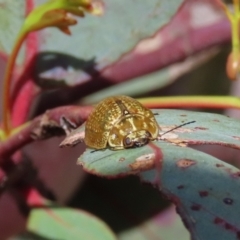 Paropsisterna cloelia (Eucalyptus variegated beetle) at Theodore, ACT - 18 Nov 2021 by owenh