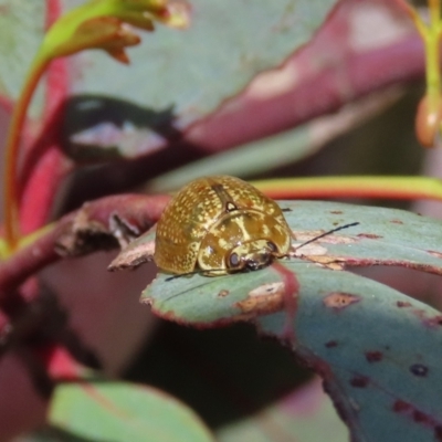 Paropsisterna cloelia (Eucalyptus variegated beetle) at Theodore, ACT - 18 Nov 2021 by owenh