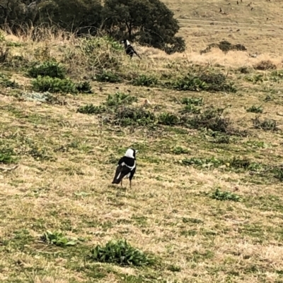 Gymnorhina tibicen (Australian Magpie) at Curtin, ACT - 4 Aug 2024 by quolls1234