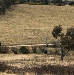 Macropus giganteus at Curtin, ACT - 4 Aug 2024