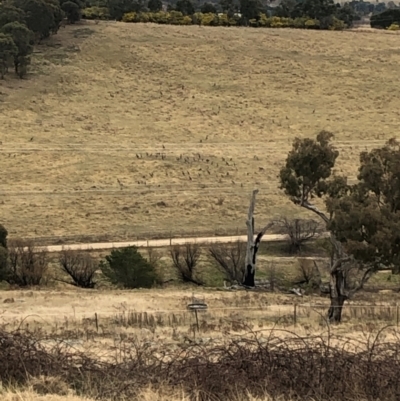 Macropus giganteus (Eastern Grey Kangaroo) at Curtin, ACT - 4 Aug 2024 by quolls1234