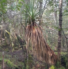 Richea pandanifolia (Pandani) at Styx, TAS - 4 Aug 2024 by Detritivore