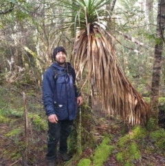 Richea pandanifolia at Styx, TAS - 4 Aug 2024