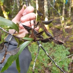 Orites diversifolia at Styx, TAS - 4 Aug 2024 by Detritivore