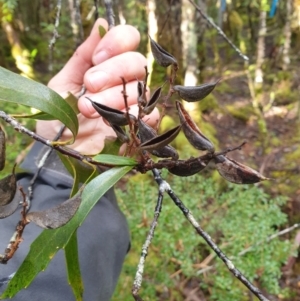 Orites diversifolia at Styx, TAS - 4 Aug 2024 02:00 PM