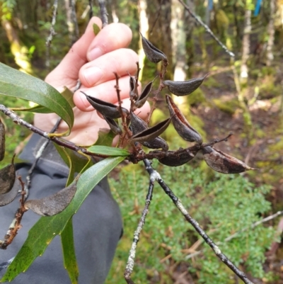 Orites diversifolia at Styx, TAS - 4 Aug 2024 by Detritivore