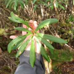 Telopea truncata (Tasmanian Waratah) at Styx, TAS - 4 Aug 2024 by Detritivore