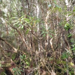 Telopea truncata at Styx, TAS - 4 Aug 2024