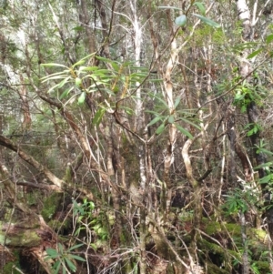 Telopea truncata at Styx, TAS - 4 Aug 2024