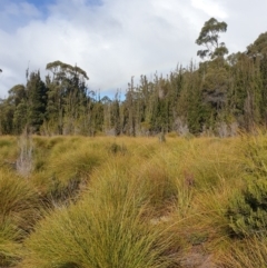 Gymnoschoenus sphaerocephalus (Button Grass) at Styx, TAS - 4 Aug 2024 by Detritivore