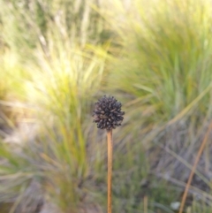 Gymnoschoenus sphaerocephalus at Styx, TAS - 4 Aug 2024