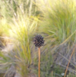 Gymnoschoenus sphaerocephalus at Styx, TAS - 4 Aug 2024 01:30 PM