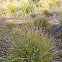 Gymnoschoenus sphaerocephalus at Styx, TAS - 4 Aug 2024