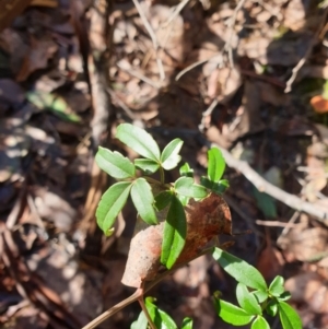 Clematis aristata at Styx, TAS - 4 Aug 2024