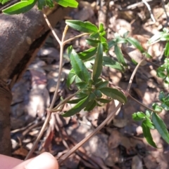 Clematis aristata at Styx, TAS - 4 Aug 2024 01:01 PM