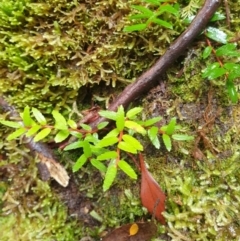 Prionotes cerinthoides at Styx, TAS - 4 Aug 2024 by Detritivore