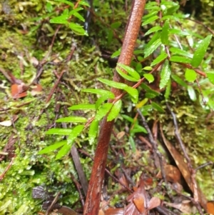 Prionotes cerinthoides at Styx, TAS - 4 Aug 2024