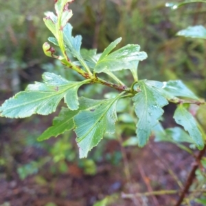 Phyllocladus aspleniifolius at Styx, TAS - 4 Aug 2024