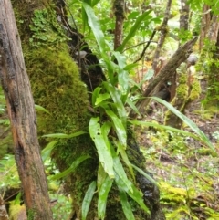 Zealandia pustulata (Kangaroo Fern) at Styx, TAS - 4 Aug 2024 by Detritivore