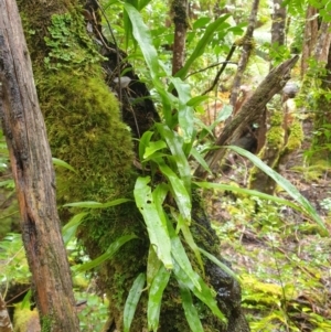 Zealandia pustulata at Styx, TAS - 4 Aug 2024