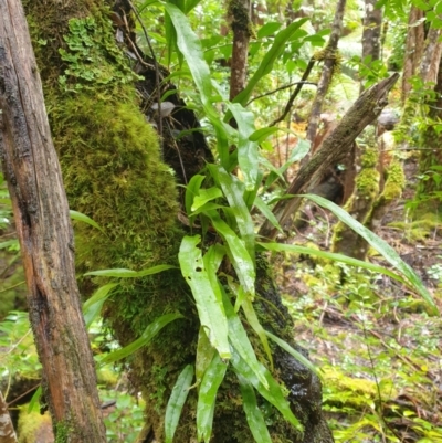 Microsorum pustulatum at Styx, TAS - 4 Aug 2024 by Detritivore