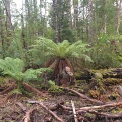 Dicksonia antarctica at Styx, TAS - 4 Aug 2024 by Detritivore