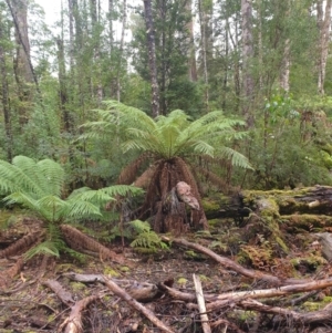 Dicksonia antarctica at Styx, TAS - 4 Aug 2024