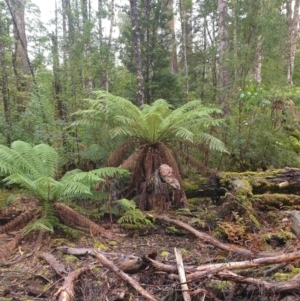 Dicksonia antarctica at Styx, TAS - suppressed