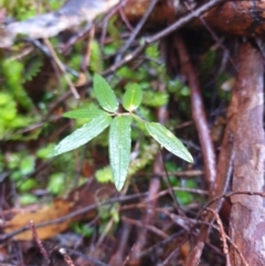 Drymophila cyanocarpa at Styx, TAS - 4 Aug 2024 by Detritivore