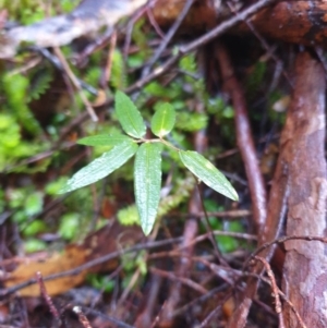 Drymophila cyanocarpa at Styx, TAS - 4 Aug 2024