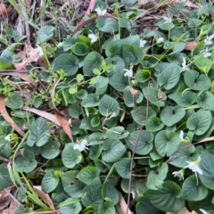 Viola odorata (Sweet Violet, Common Violet) at Scullin, ACT - 4 Aug 2024 by Untidy