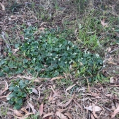 Viola odorata at Scullin, ACT - 4 Aug 2024