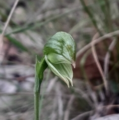 Bunochilus umbrinus (Broad-sepaled Leafy Greenhood) at Acton, ACT - 4 Aug 2024 by Venture