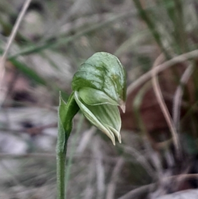 Bunochilus umbrinus (ACT) = Pterostylis umbrina (NSW) (Broad-sepaled Leafy Greenhood) at Acton, ACT by Venture