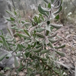 Persoonia rigida at Bruce, ACT - 4 Aug 2024