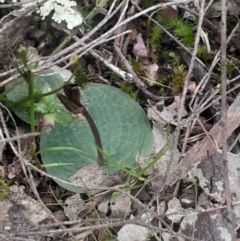 Cyrtostylis reniformis (Common Gnat Orchid) at Bruce, ACT - 4 Aug 2024 by Venture