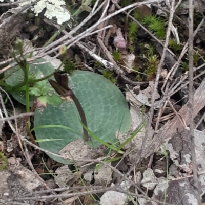 Cyrtostylis reniformis (Common Gnat Orchid) at Bruce, ACT by Venture