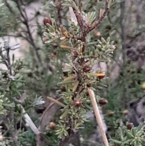 Hibbertia calycina at Bruce, ACT - 4 Aug 2024 04:36 PM