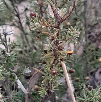 Hibbertia calycina (Lesser Guinea-flower) at Bruce, ACT - 4 Aug 2024 by Venture