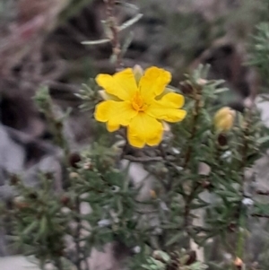 Hibbertia calycina at Bruce, ACT - 4 Aug 2024 04:36 PM