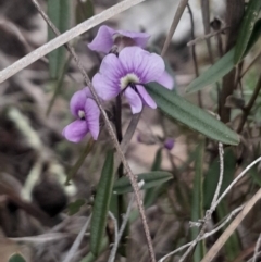 Hovea heterophylla (Common Hovea) at Bruce, ACT - 4 Aug 2024 by Venture
