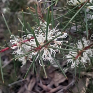 Hakea decurrens subsp. decurrens at Bruce, ACT - 4 Aug 2024 04:27 PM