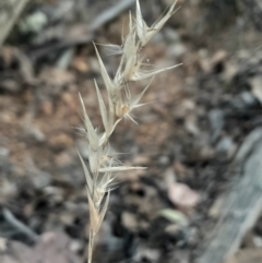 Rytidosperma sp. (Wallaby Grass) at Acton, ACT - 4 Aug 2024 by Venture