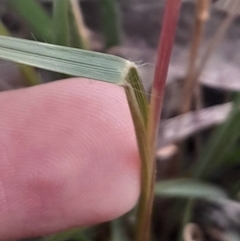 Rytidosperma sp. at Acton, ACT - 4 Aug 2024