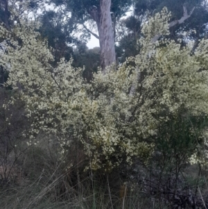 Acacia genistifolia at Acton, ACT - 4 Aug 2024 04:18 PM